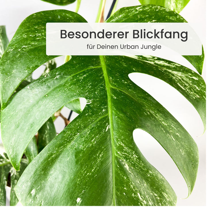 Monstera Deliciosa Variegata Foliage Dreams