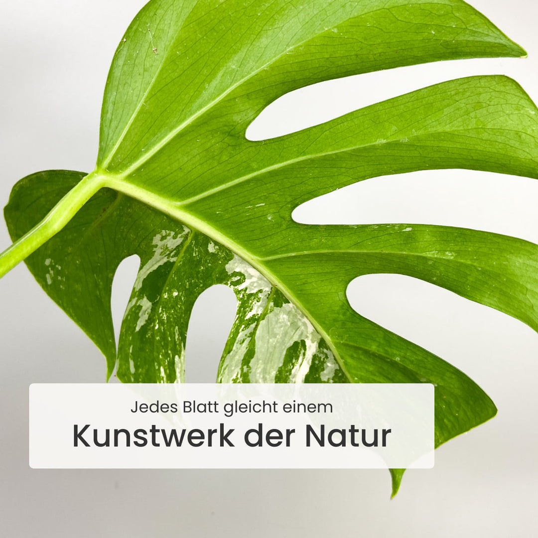 Monstera Deliciosa Variegata Foliage Dreams