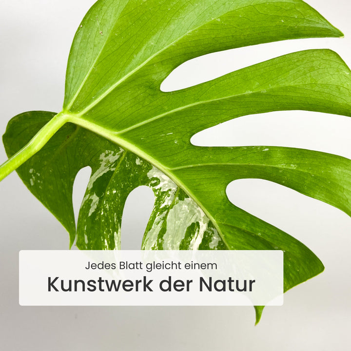 Monstera Deliciosa Variegata Foliage Dreams