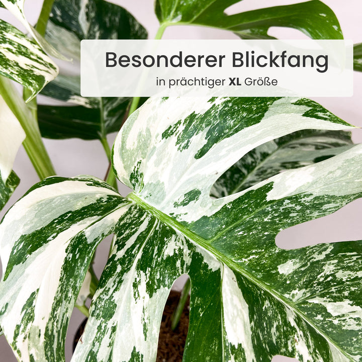 Monstera Deliciosa Variegata Foliage Dreams