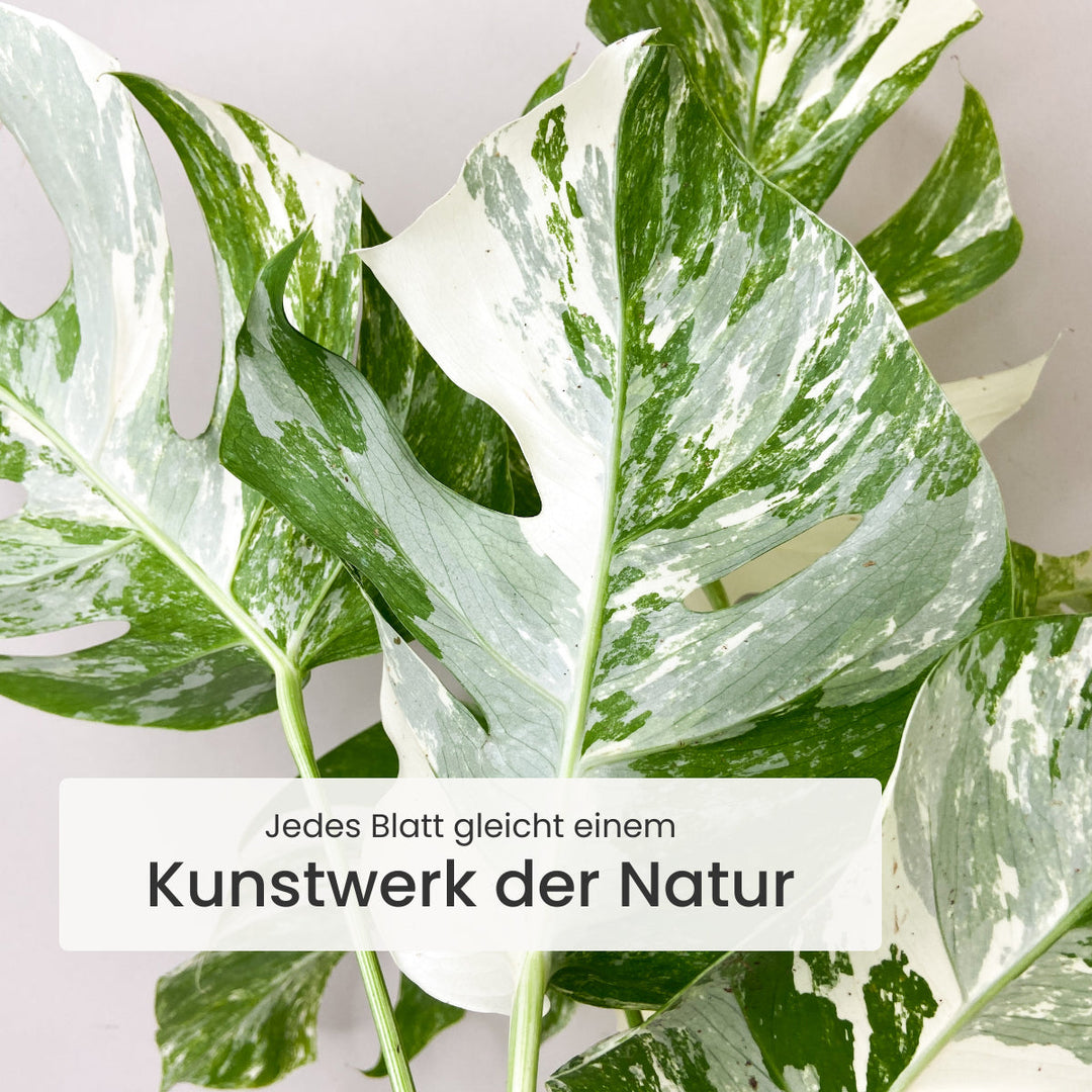 Monstera Deliciosa Variegata Foliage Dreams