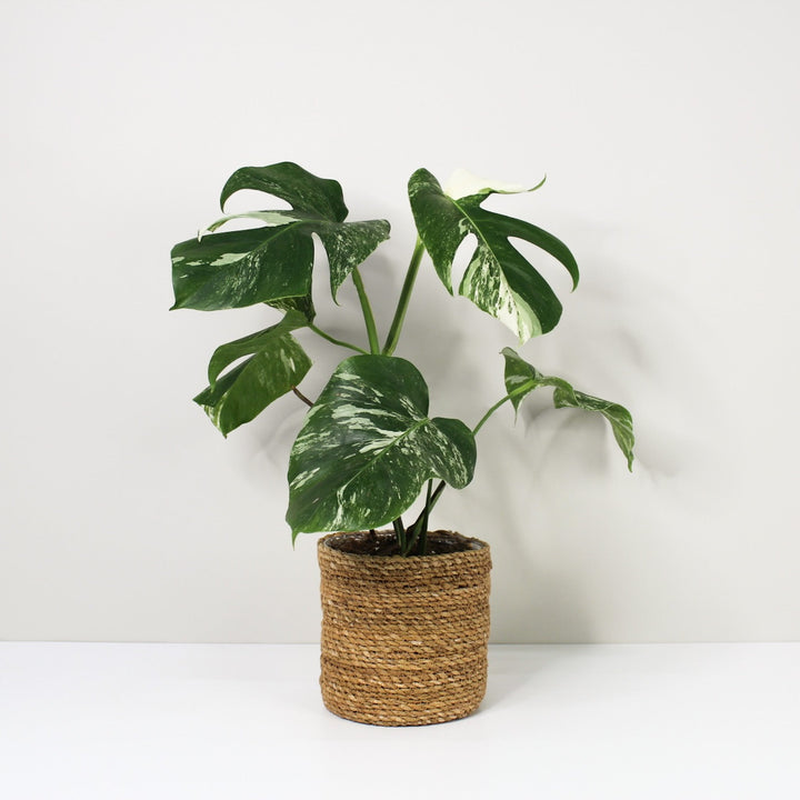Monstera Deliciosa Variegata medium / Korb braun Foliage Dreams