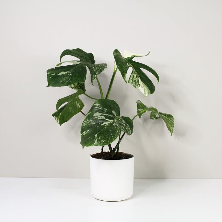 Monstera Deliciosa Variegata medium / Topf weiß Foliage Dreams