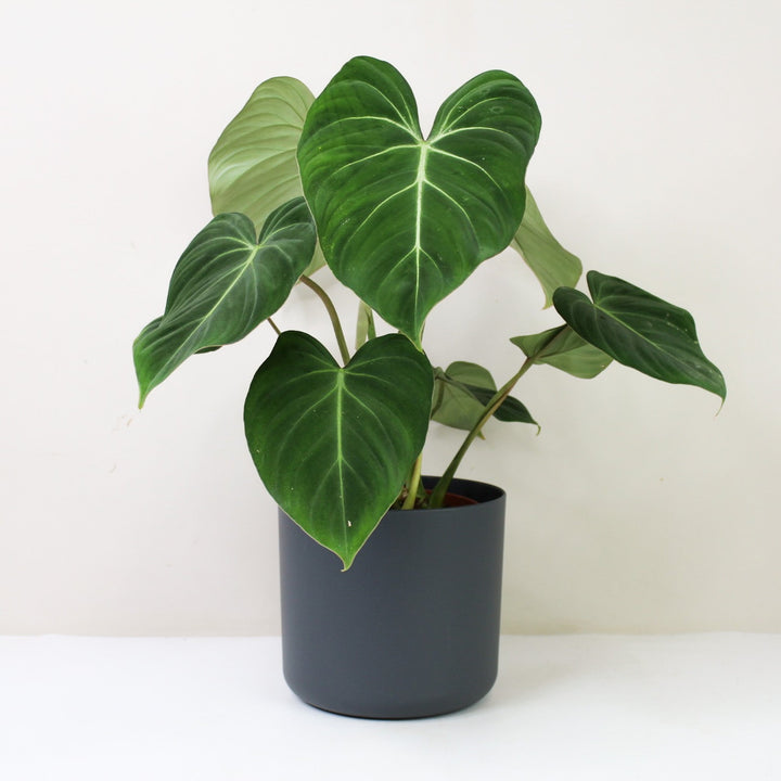 Philodendron Gloriosum Foliage Dreams