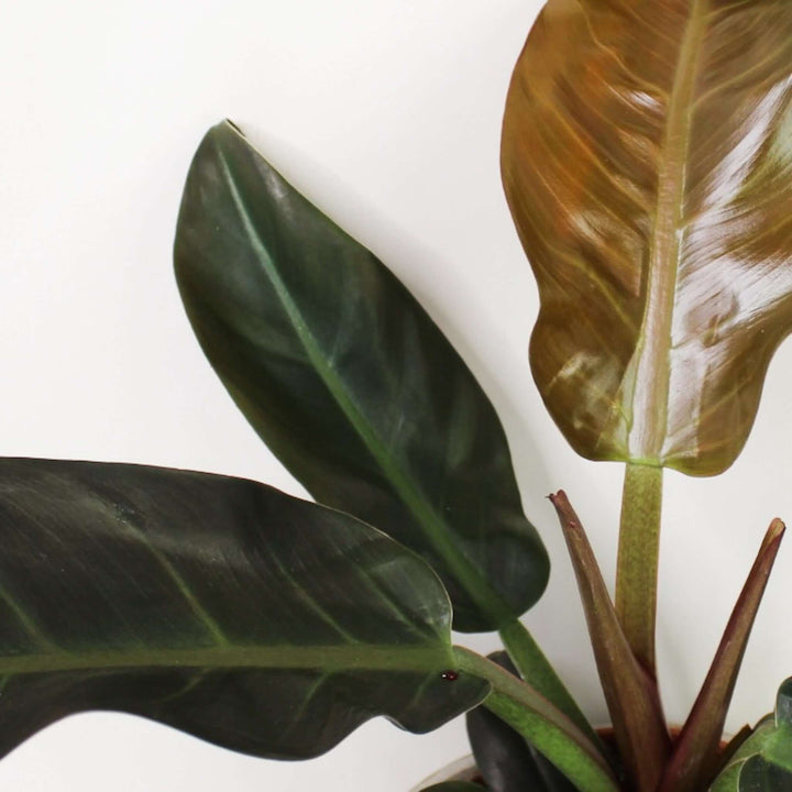 Philodendron Imperial Red Foliage Dreams