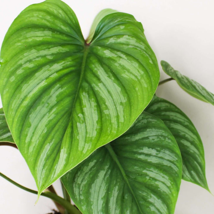 Philodendron Mamei M Foliage Dreams