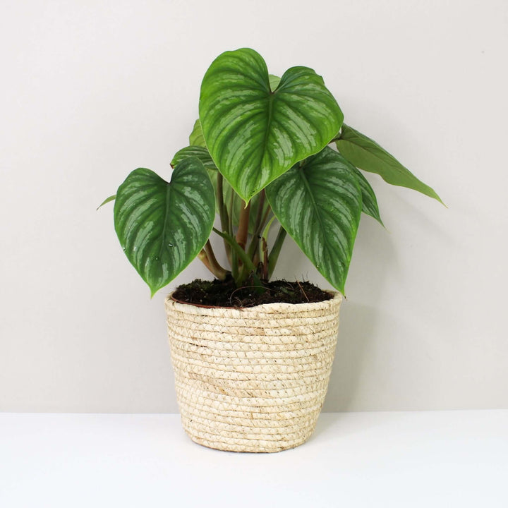 Philodendron Mamei M Foliage Dreams