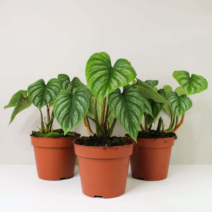 Philodendron Mamei M Foliage Dreams