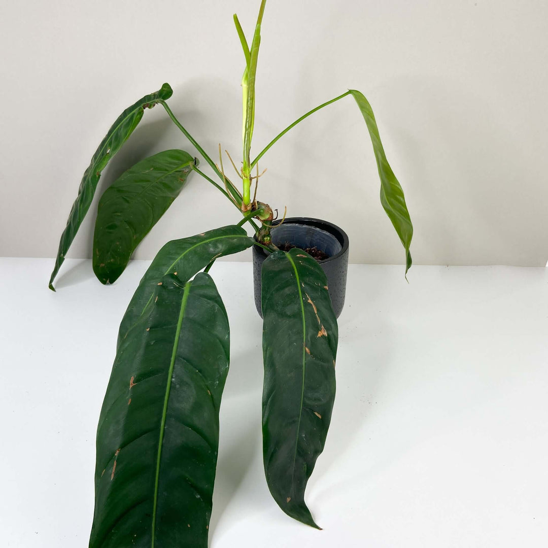 Philodendron Patriciae Foliage Dreams