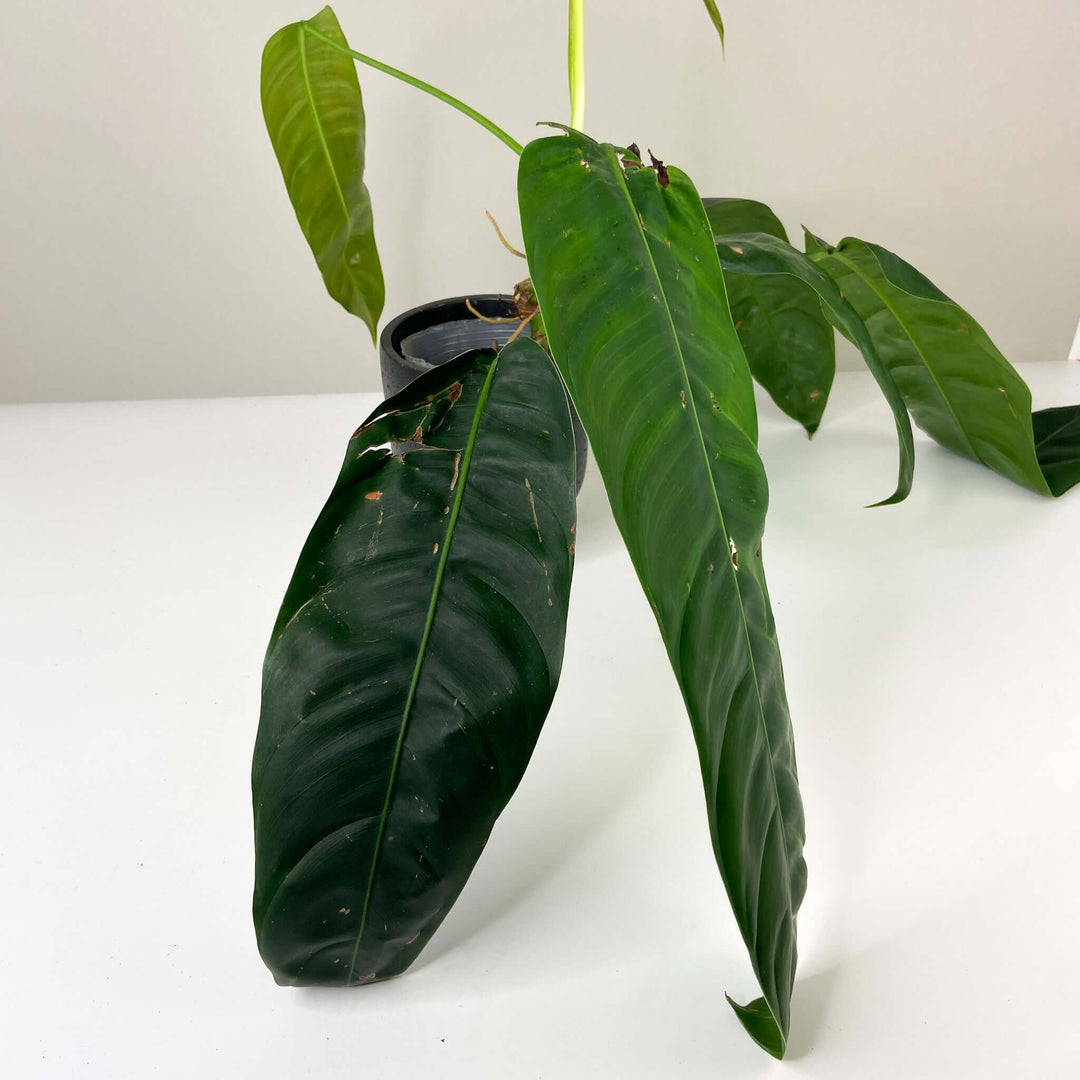 Philodendron Patriciae Foliage Dreams