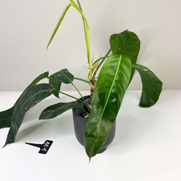 Philodendron Patriciae Foliage Dreams