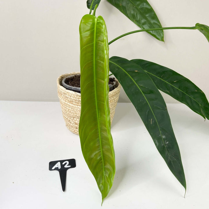 Philodendron Patriciae Foliage Dreams