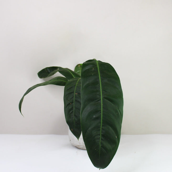 Philodendron Patriciae Foliage Dreams
