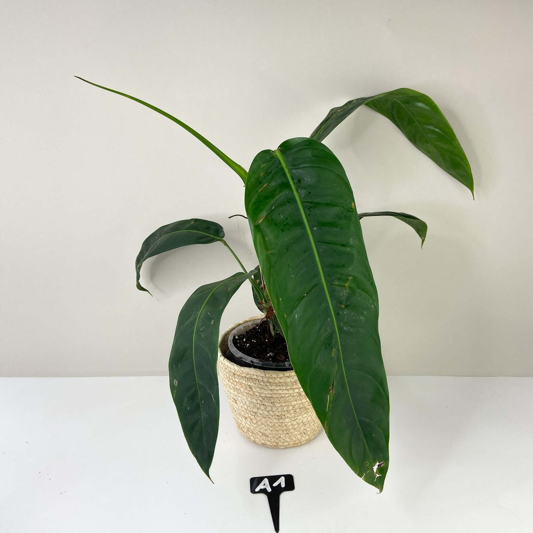 Philodendron Patriciae A1 - XL Foliage Dreams