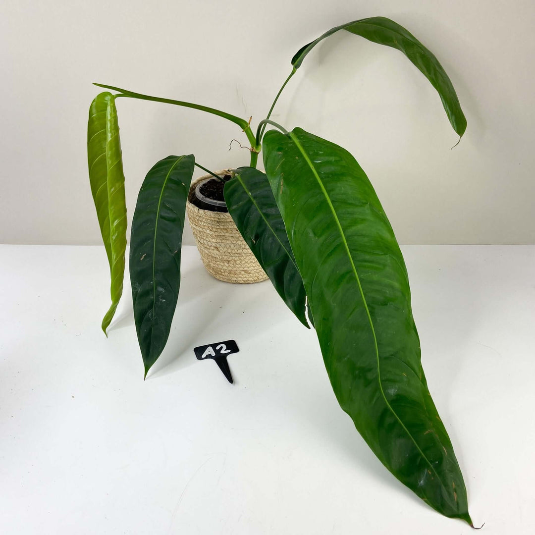 Philodendron Patriciae A2 - XL Foliage Dreams