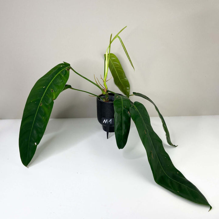 Philodendron Patriciae M1 - XL Foliage Dreams
