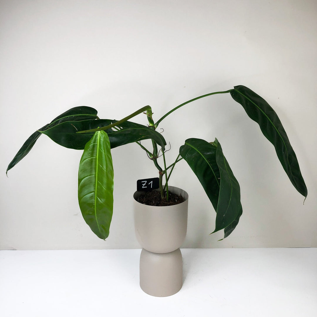Philodendron Patriciae Z1 - XL Foliage Dreams