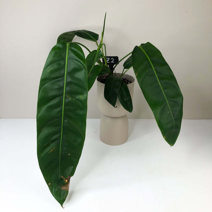 Philodendron Patriciae Z2 - XL Foliage Dreams