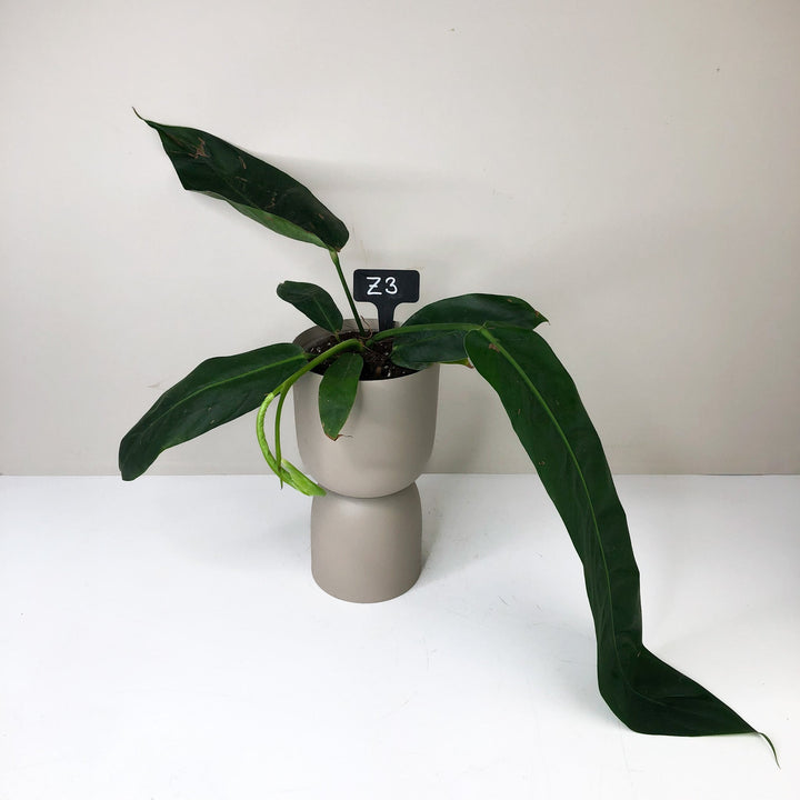 Philodendron Patriciae Z3 - XL Foliage Dreams