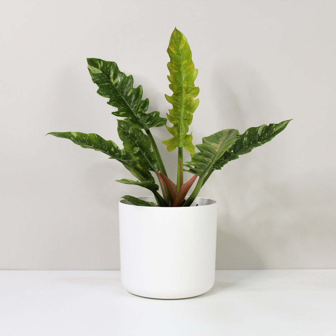 Philodendron Ring of Fire Foliage Dreams