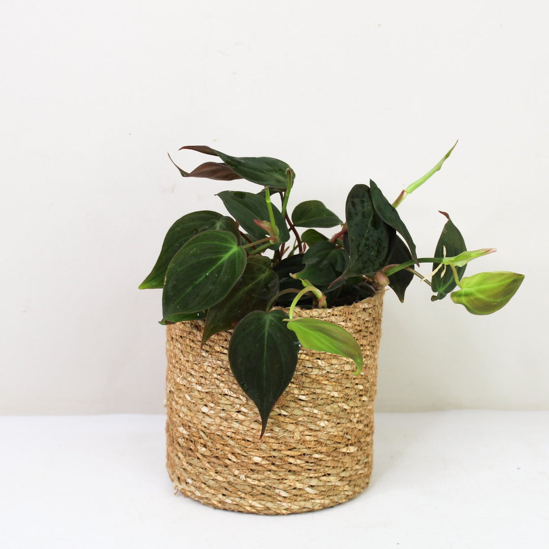 Philodendron Scandens Micans M / Korb braun Foliage Dreams