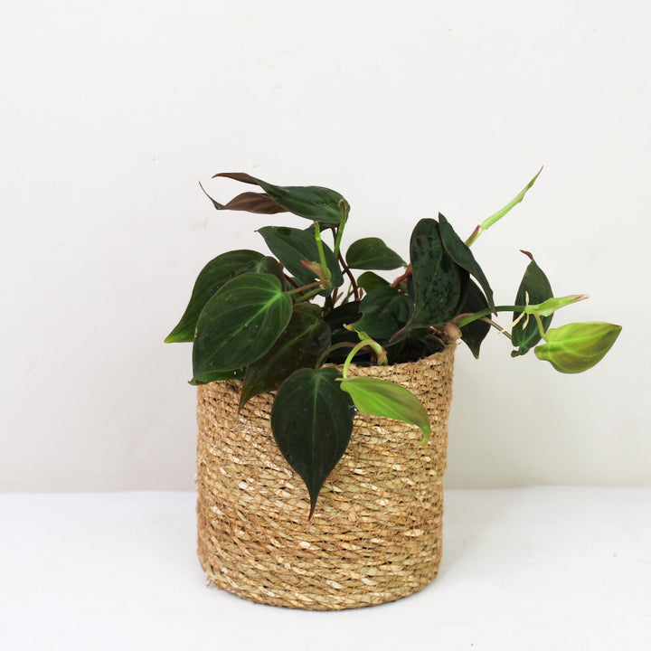 Philodendron Scandens Micans M / Korb braun Foliage Dreams