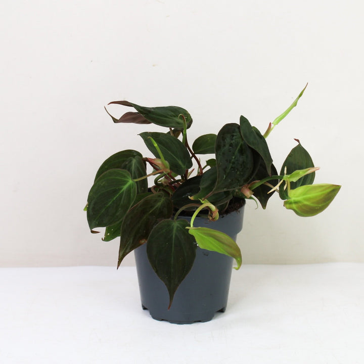 Philodendron Scandens Micans M / ohne Übertopf Foliage Dreams