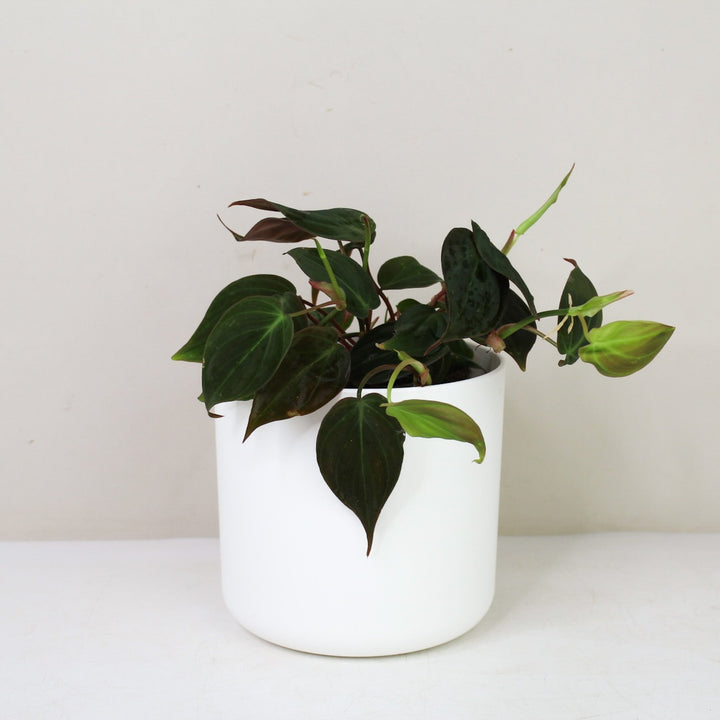 Philodendron Scandens Micans M / Topf weiß Foliage Dreams