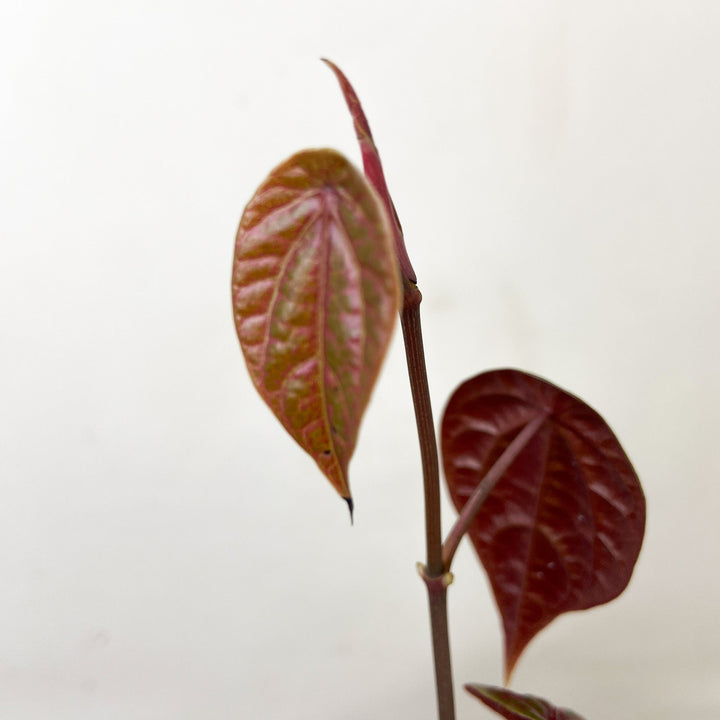 Piper Crocatum Foliage Dreams