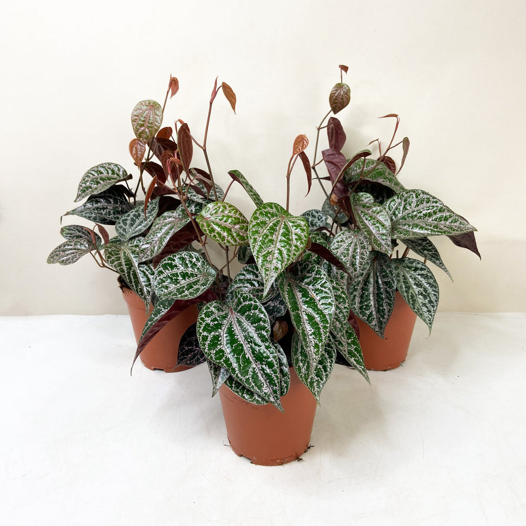 Piper Crocatum Foliage Dreams