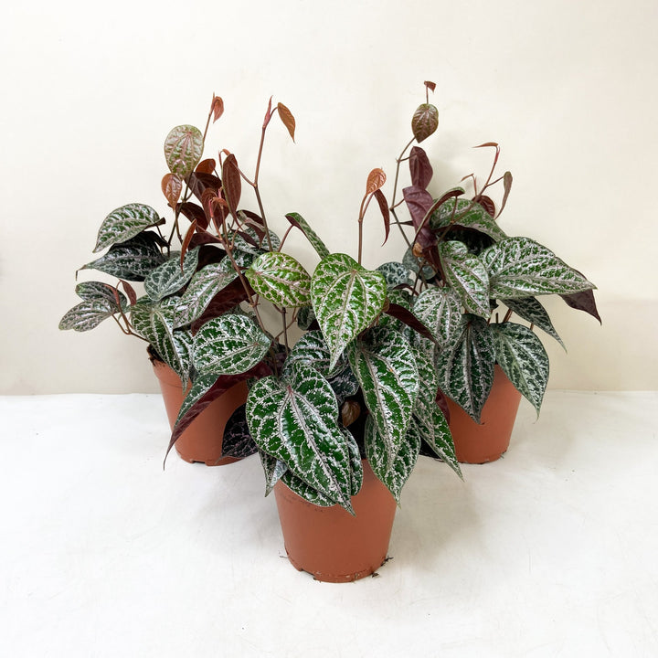 Piper Crocatum Foliage Dreams