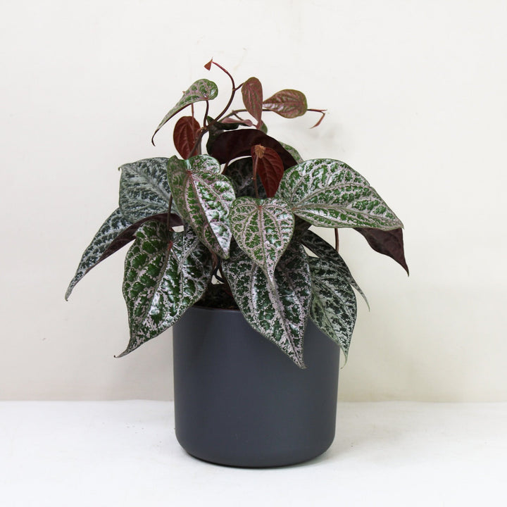 Piper Crocatum M Foliage Dreams