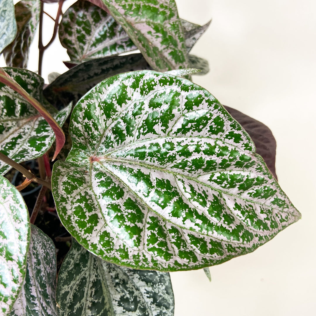 Piper Crocatum M Foliage Dreams