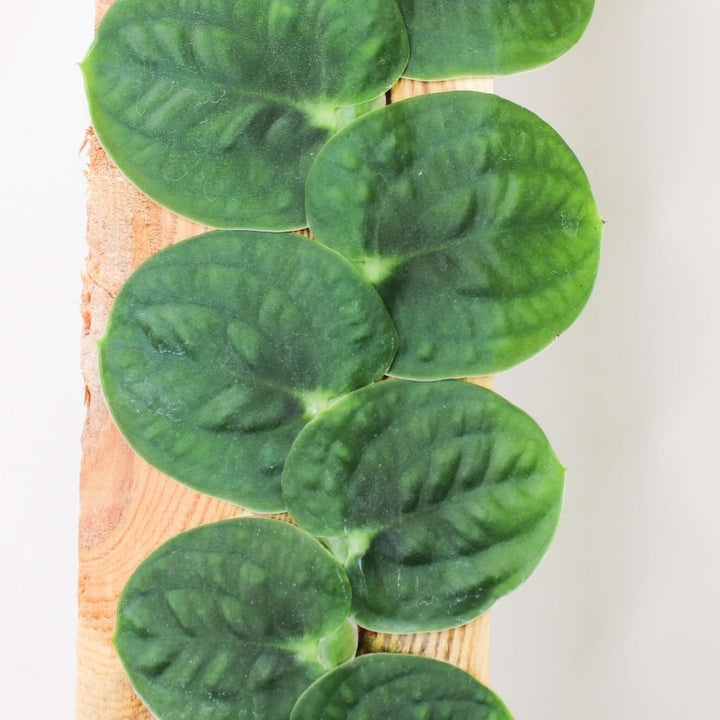 Rhaphidophora Korthalsii Foliage Dreams