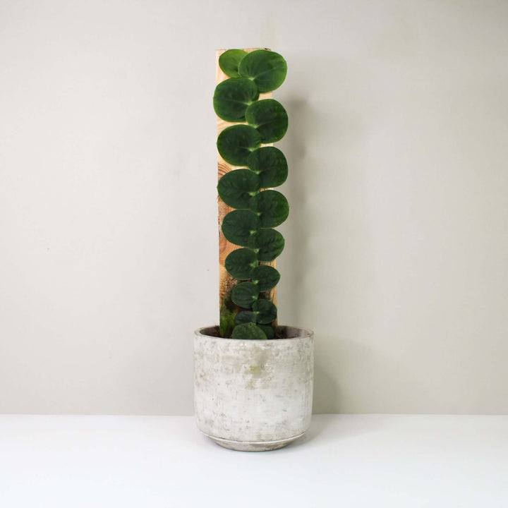 Rhaphidophora Korthalsii Foliage Dreams
