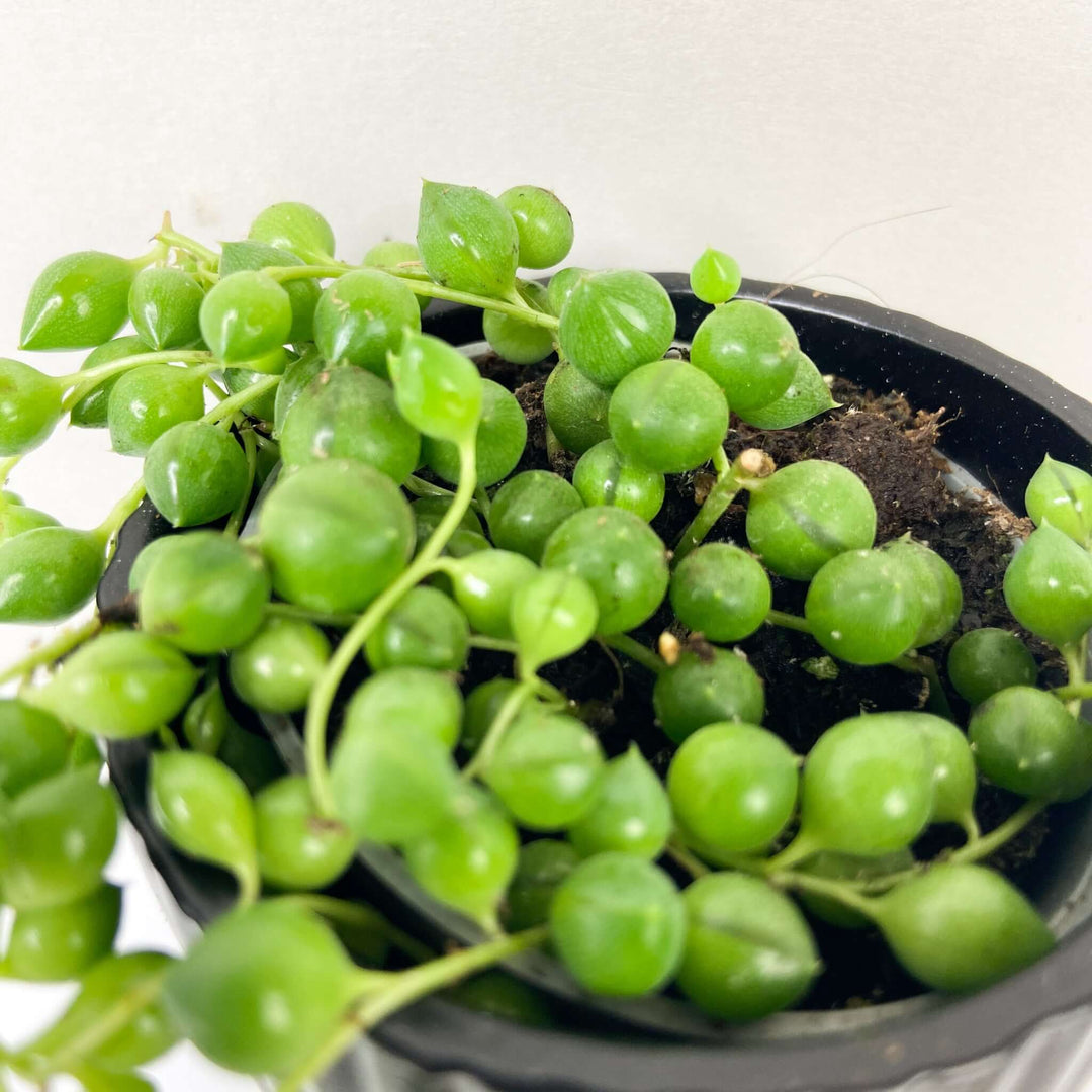 Senecio rowleyanus (String of Pearls) Foliage Dreams