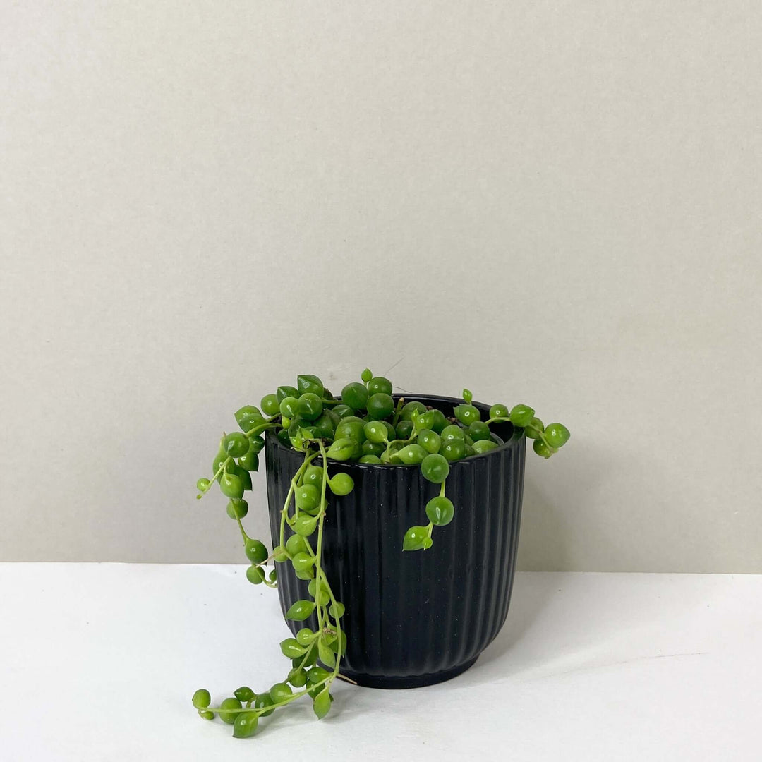 Senecio rowleyanus (String of Pearls) Foliage Dreams