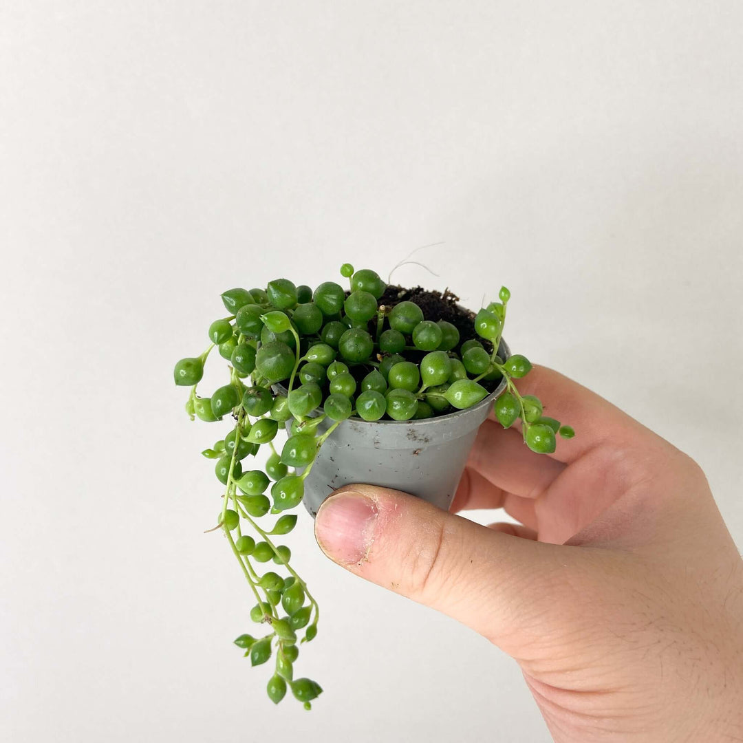 Senecio rowleyanus (String of Pearls) Foliage Dreams