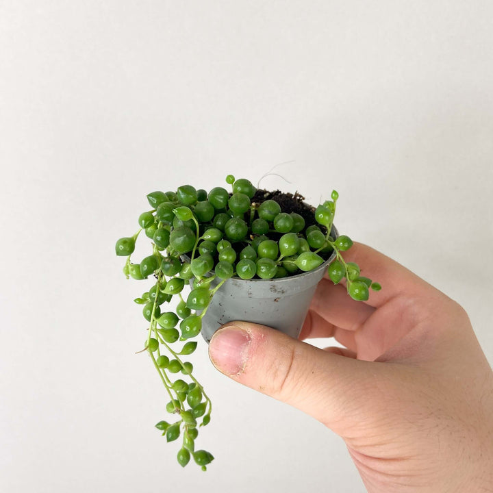 Senecio rowleyanus (String of Pearls) Foliage Dreams