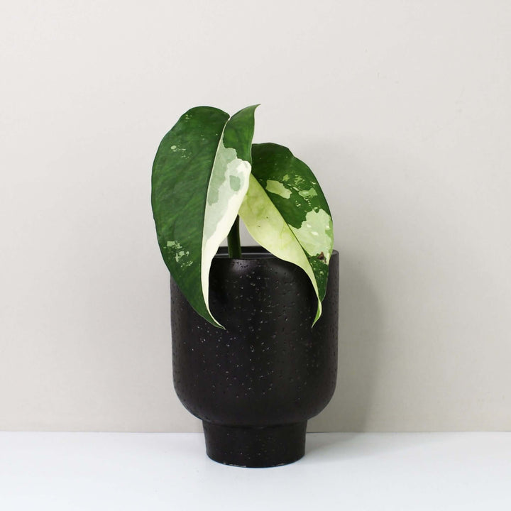Syngonium Chiapense Variegata Z1 Foliage Dreams