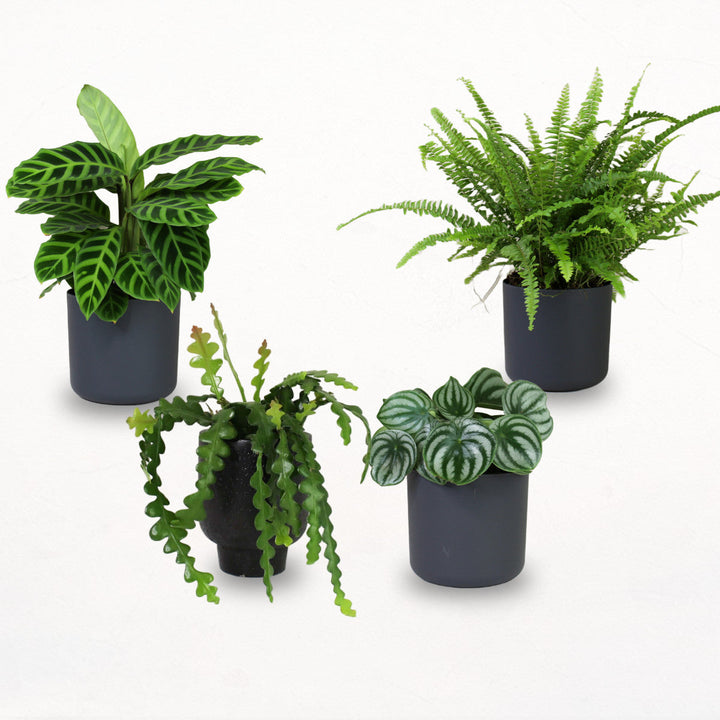 Tierfreunde C (4er Set) Foliage Dreams