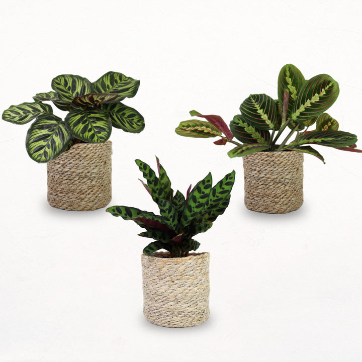 Tierfreunde D (3er Set) Foliage Dreams
