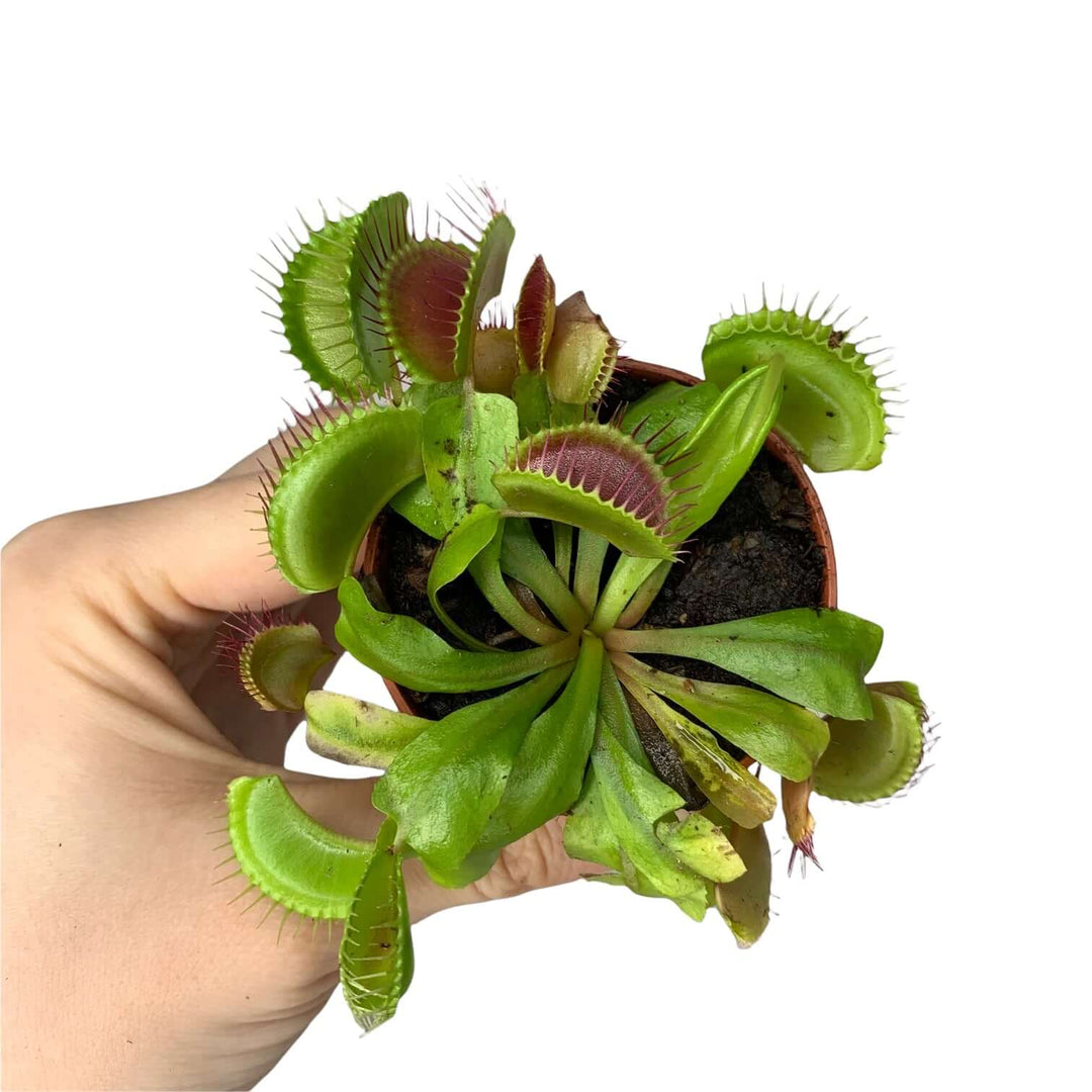 Venusfliegenfalle Dionaea muscipula Foliage Dreams
