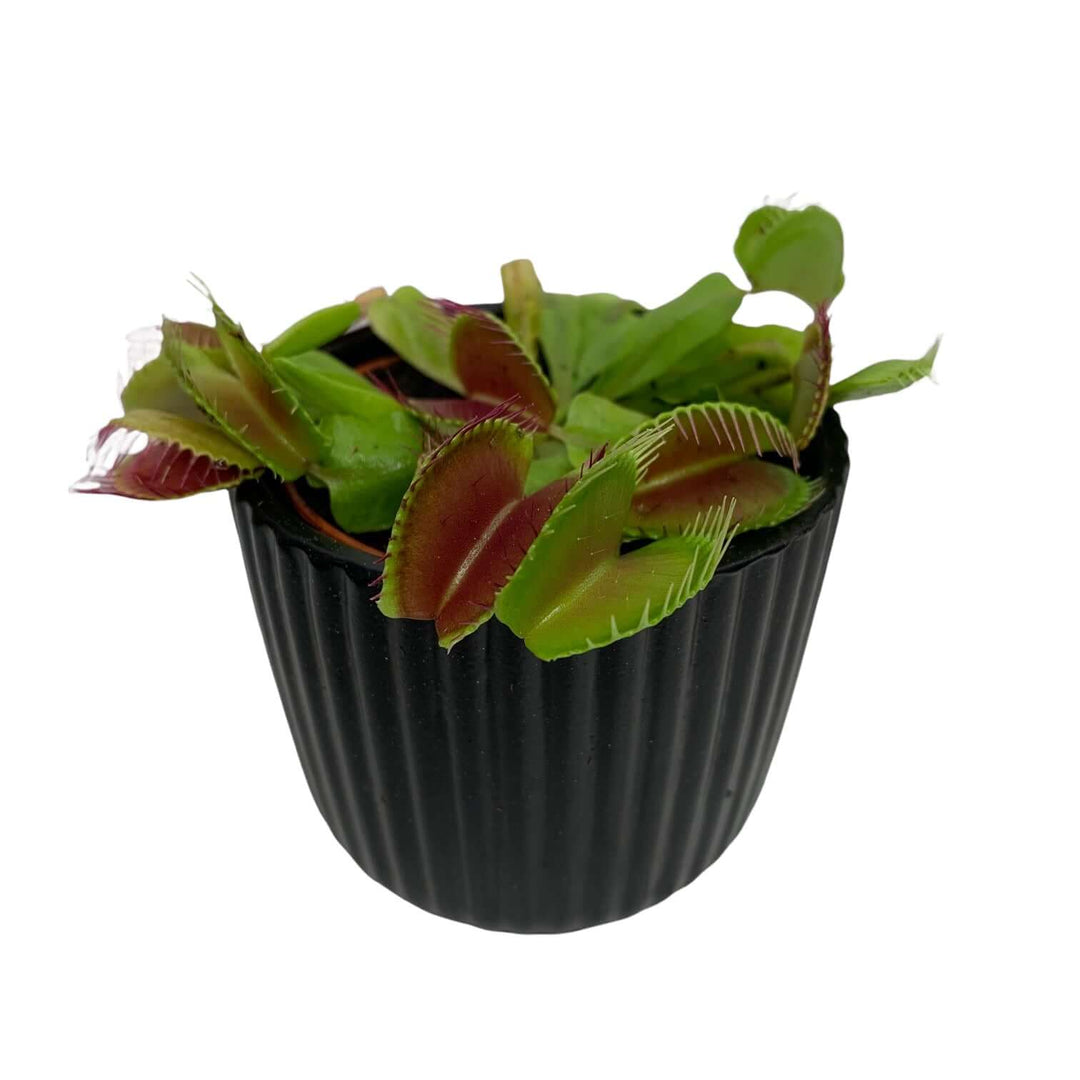Venusfliegenfalle Dionaea muscipula Foliage Dreams