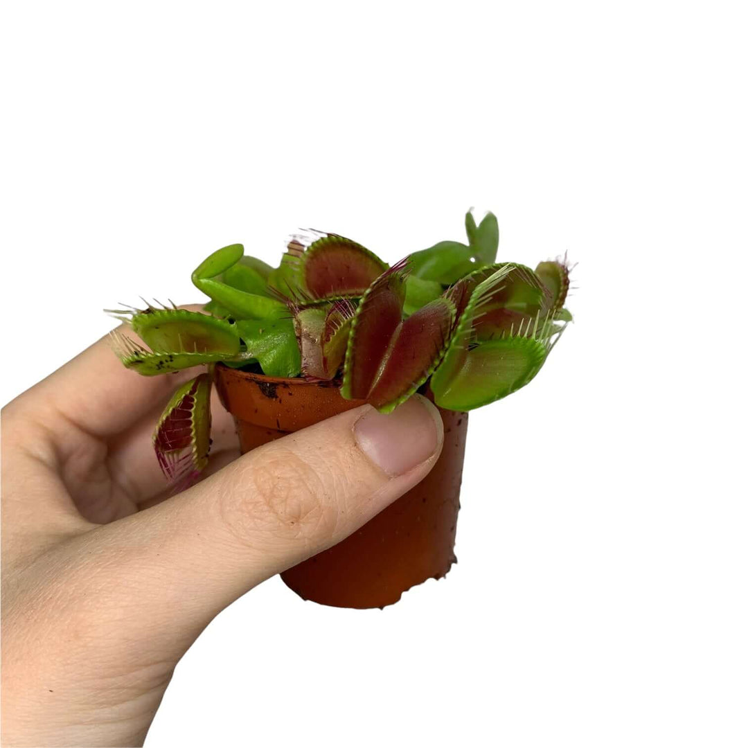 Venusfliegenfalle Dionaea muscipula Foliage Dreams