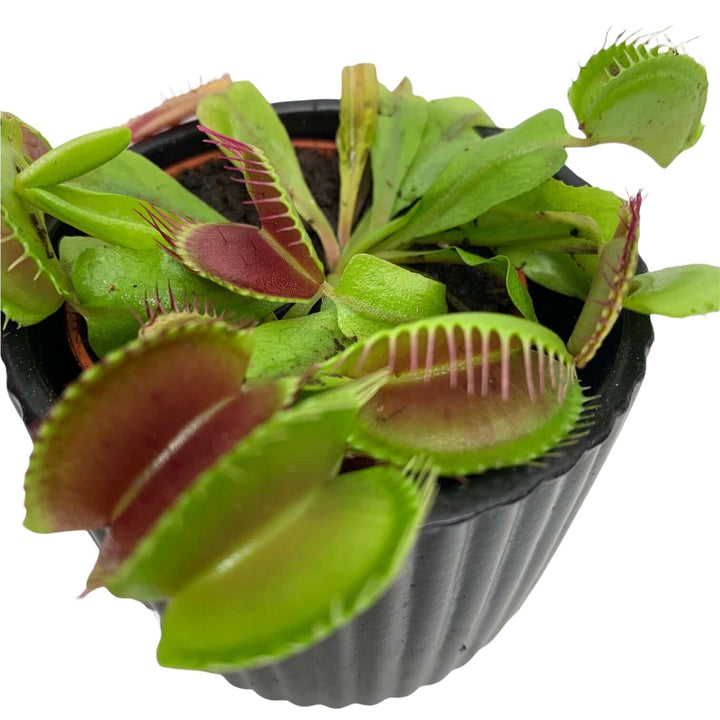 Venusfliegenfalle Dionaea muscipula Foliage Dreams