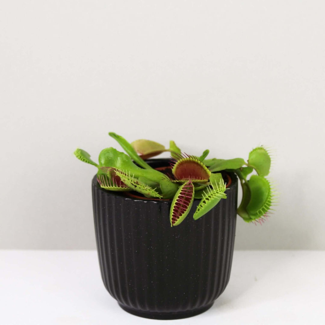 Venusfliegenfalle Dionaea muscipula Foliage Dreams
