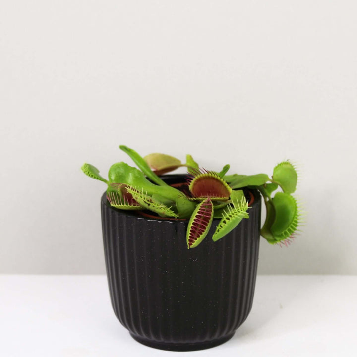 Venusfliegenfalle Dionaea muscipula Foliage Dreams
