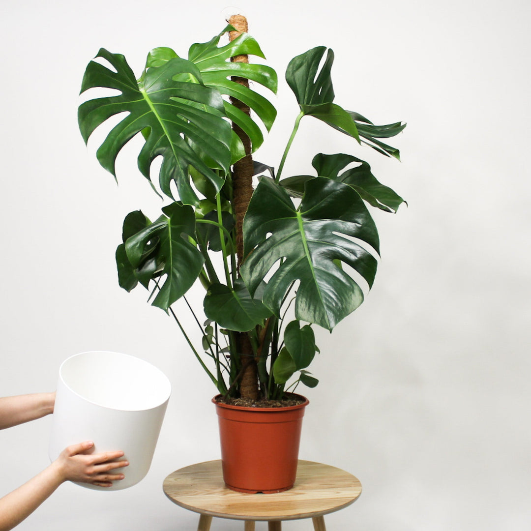 XL Monstera am Moosstab + Übertopf Foliage Dreams