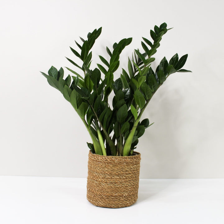 Zamioculcas Zamiifolia (Glücksfeder) L / Korb braun Foliage Dreams
